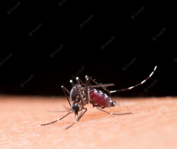 Dengue claims one life in Chitwan